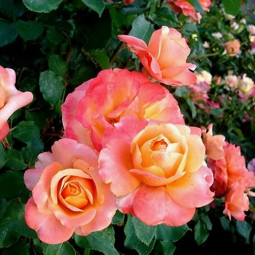Żółty z różowymi paskami - Róże pienne - z kwiatami hybrydowo herbacianymi - korona równomiernie ukształtowana